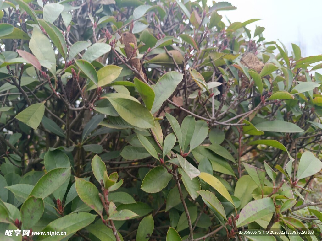 绿叶繁茂的植物景观