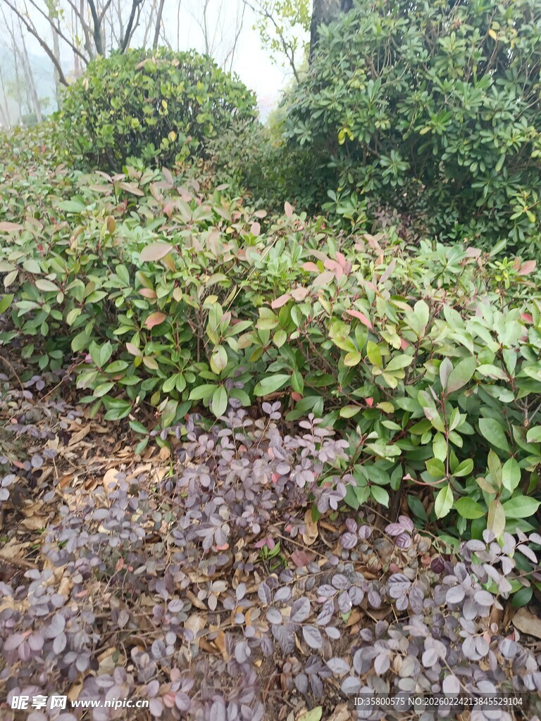 绿意盎然的植物景观