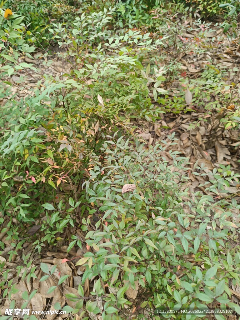 野外丛生的绿色植物