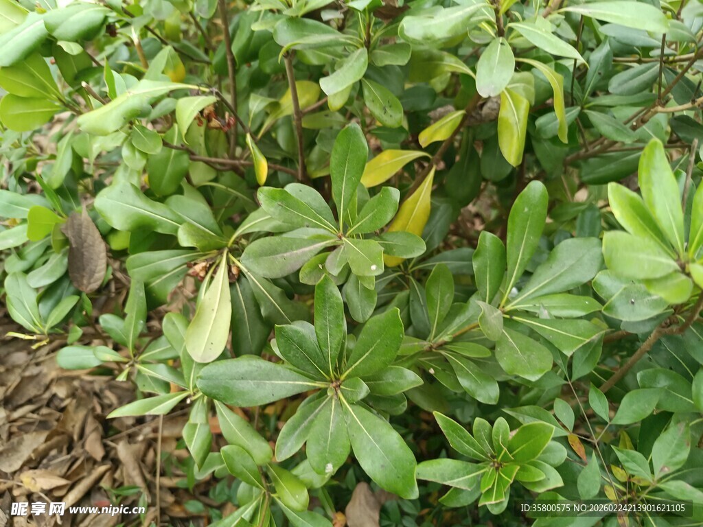 绿叶繁茂的植物景象