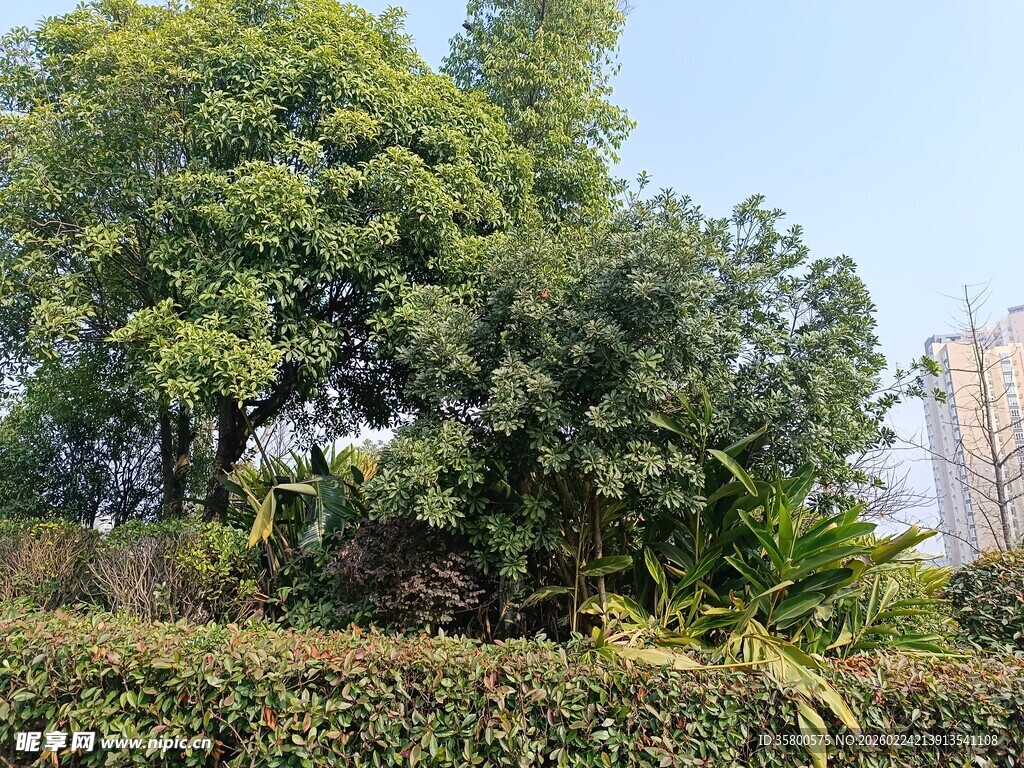 城市中的葱郁绿植景观