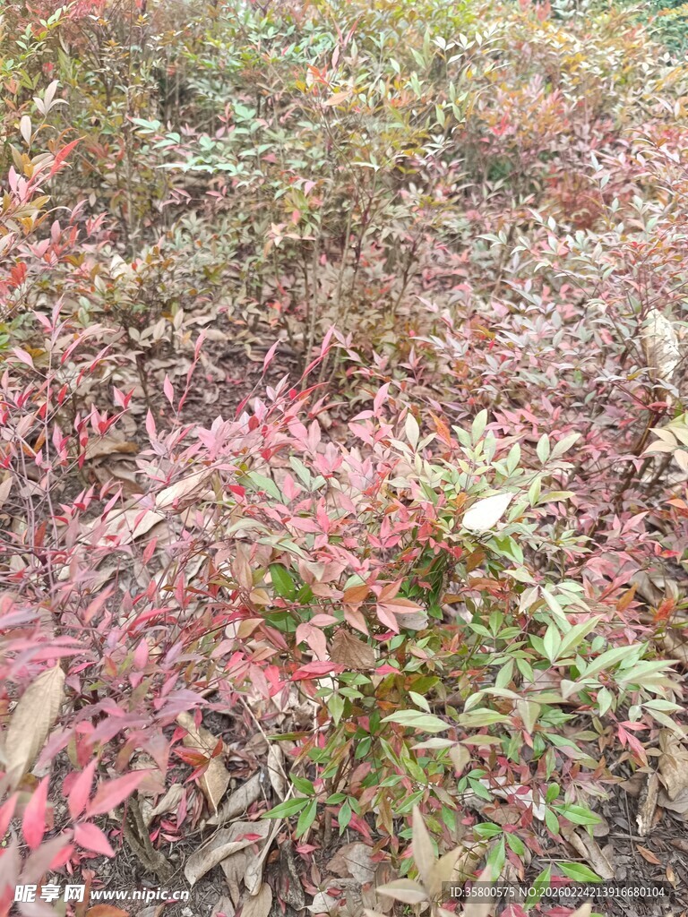 秋日多彩植物景观