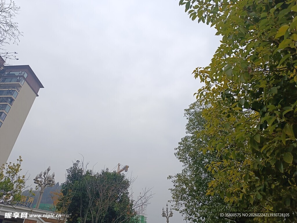 城市林荫道景象