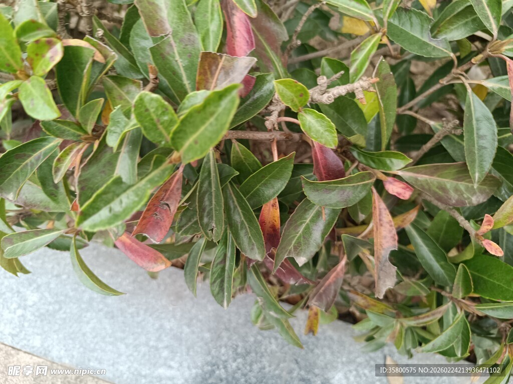 多彩叶片植物特写