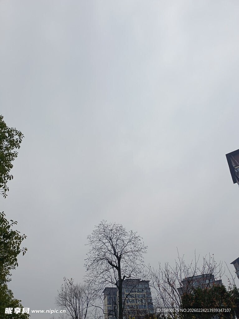 阴天城市中的树木与建筑