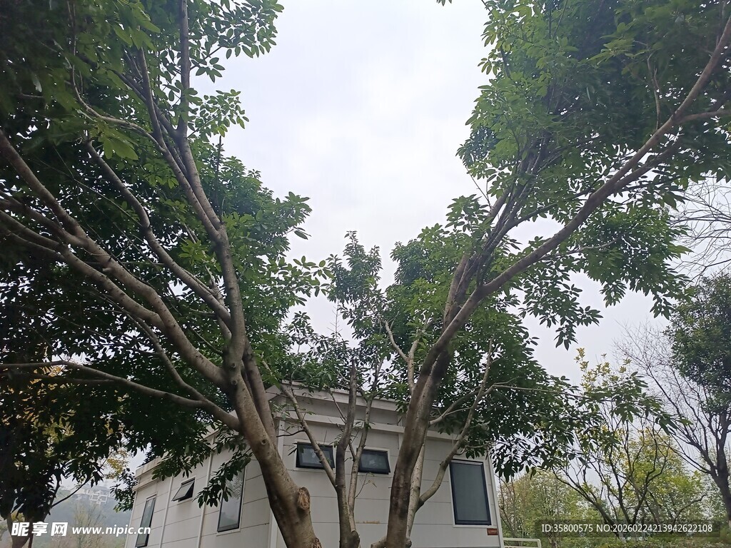 绿树掩映下的白色建筑