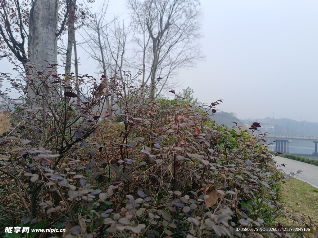 冬日湖边带叶灌木丛