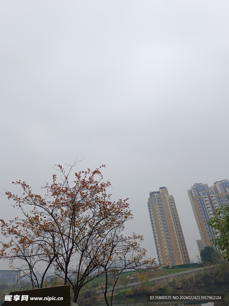 城市中绽放花朵的树木