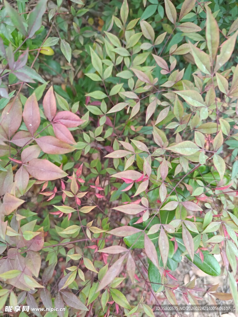 多彩叶片植物特写