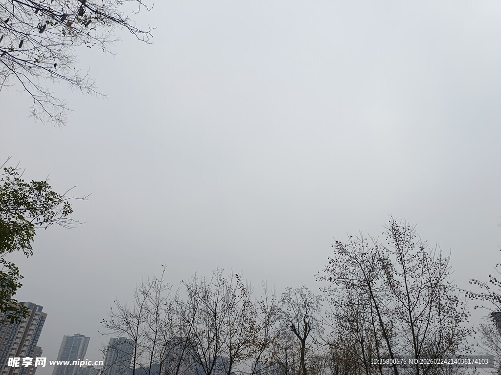 冬日城市枯树景象