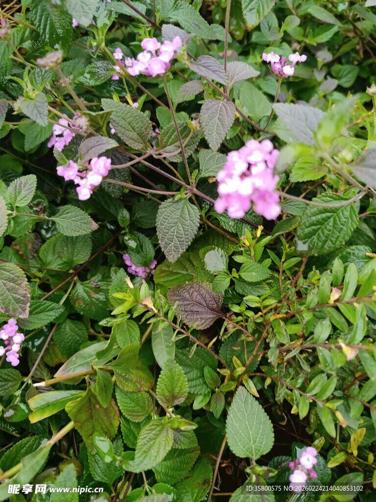 绿叶间绽放的紫色小花