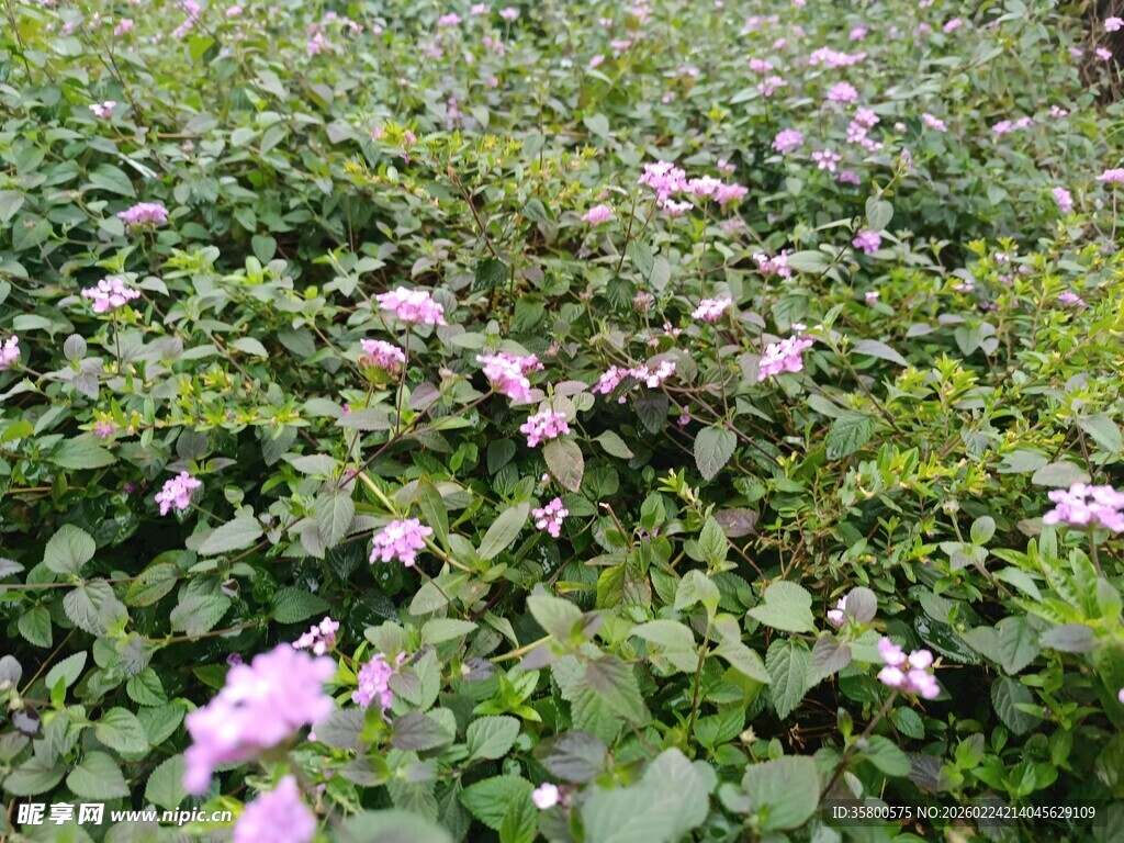 粉色花丛中的繁茂绿植