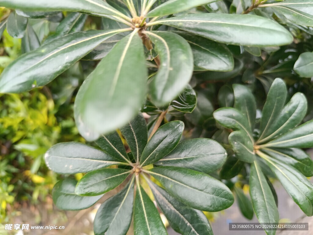绿叶繁茂的海桐植物