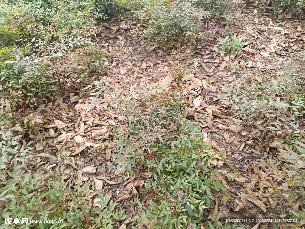 地面上的绿草与枯叶