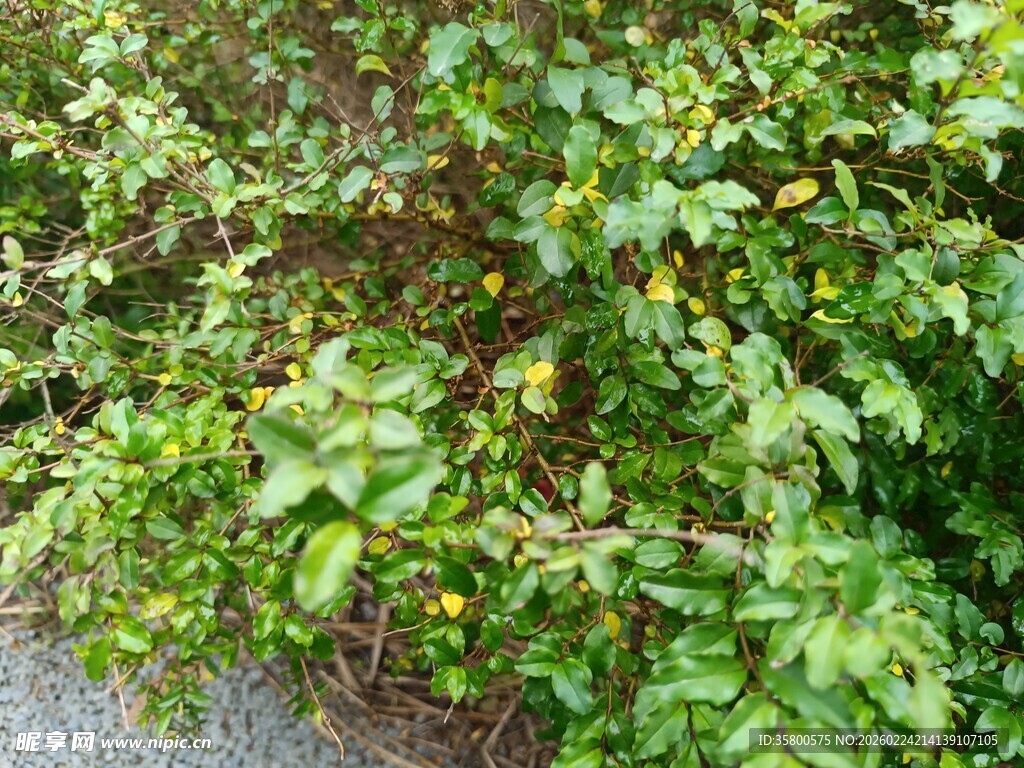 路边繁茂的绿色植物