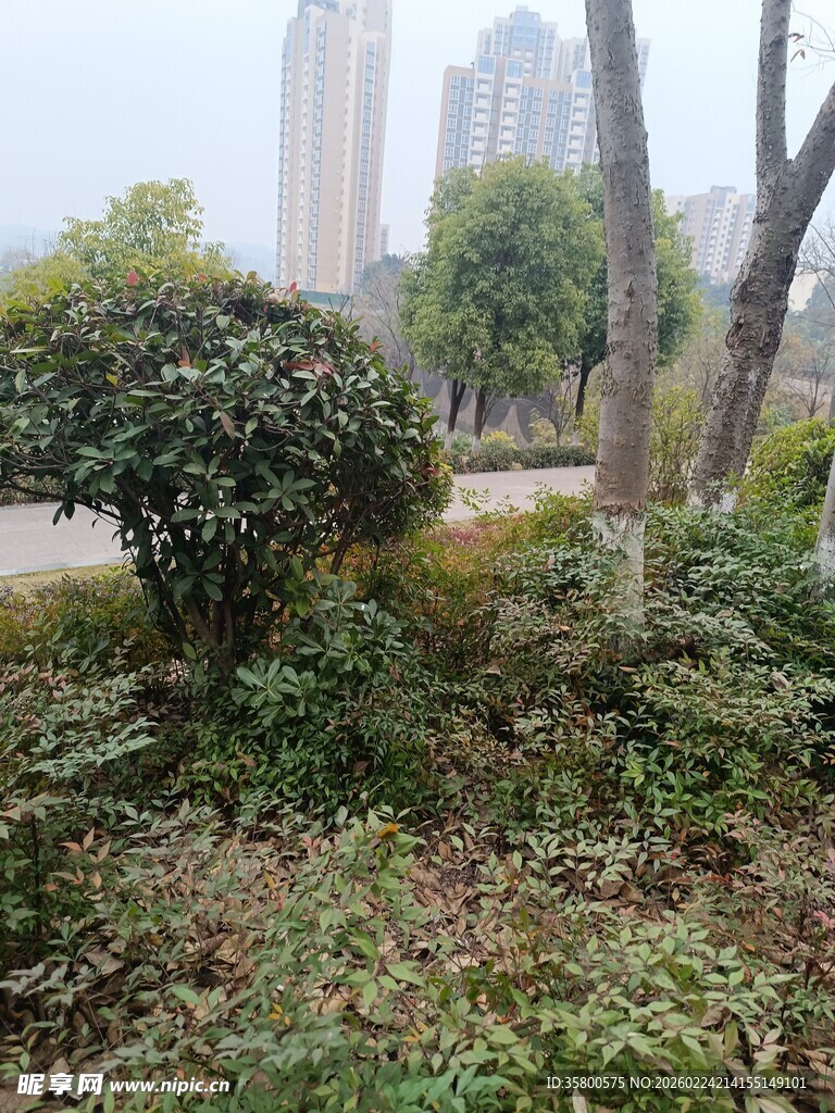 城市公园中的绿植景观