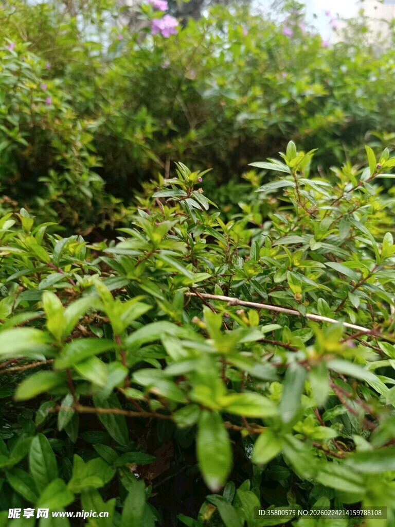 翠绿繁茂的植物景观