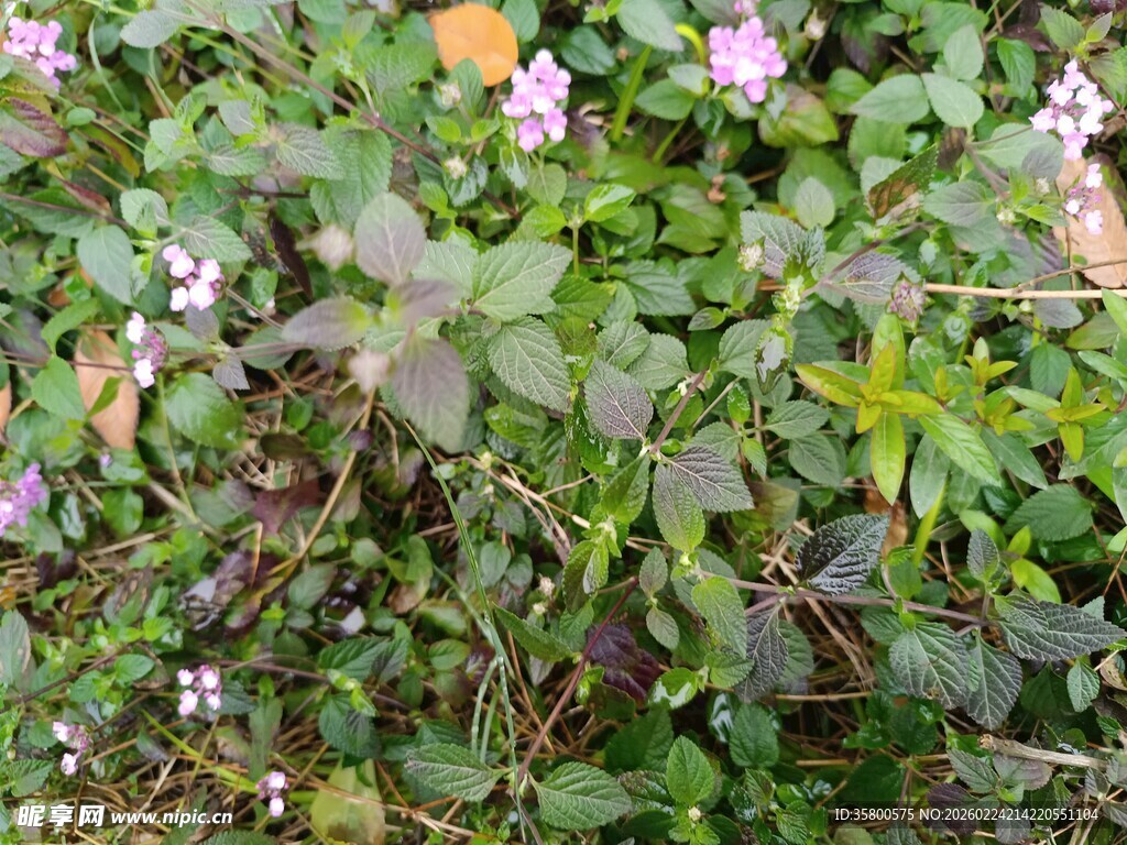 草丛中的紫色小花