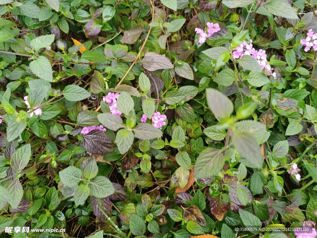 绿叶间绽放的紫色小花