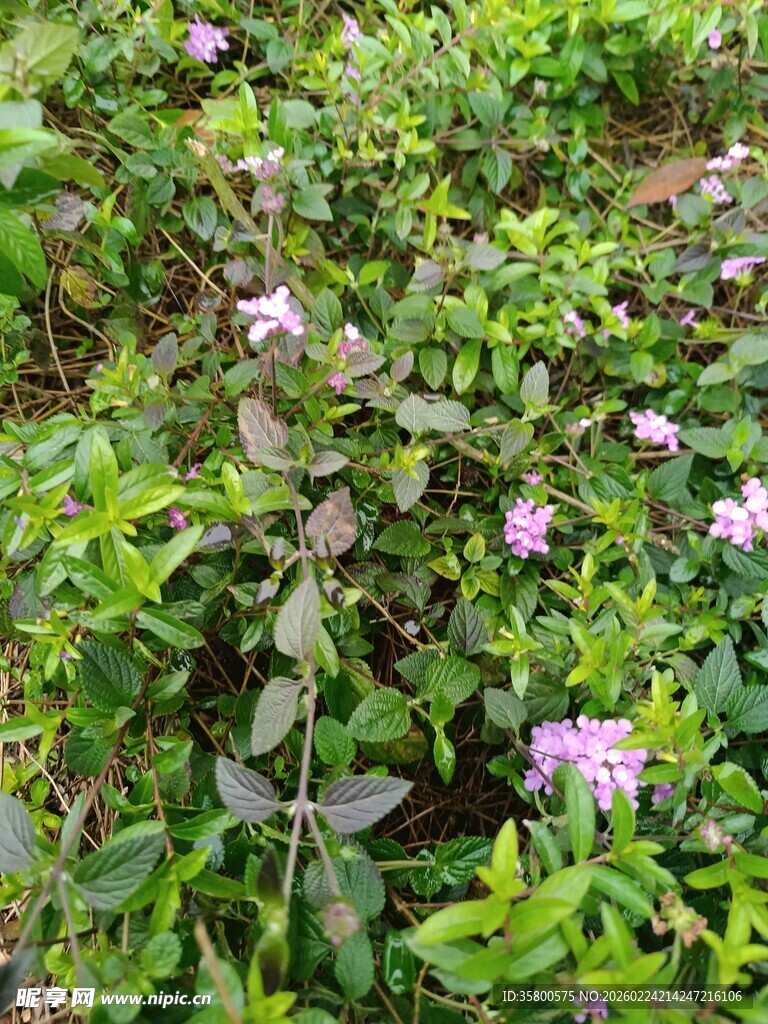 田野中的紫色小花与绿植
