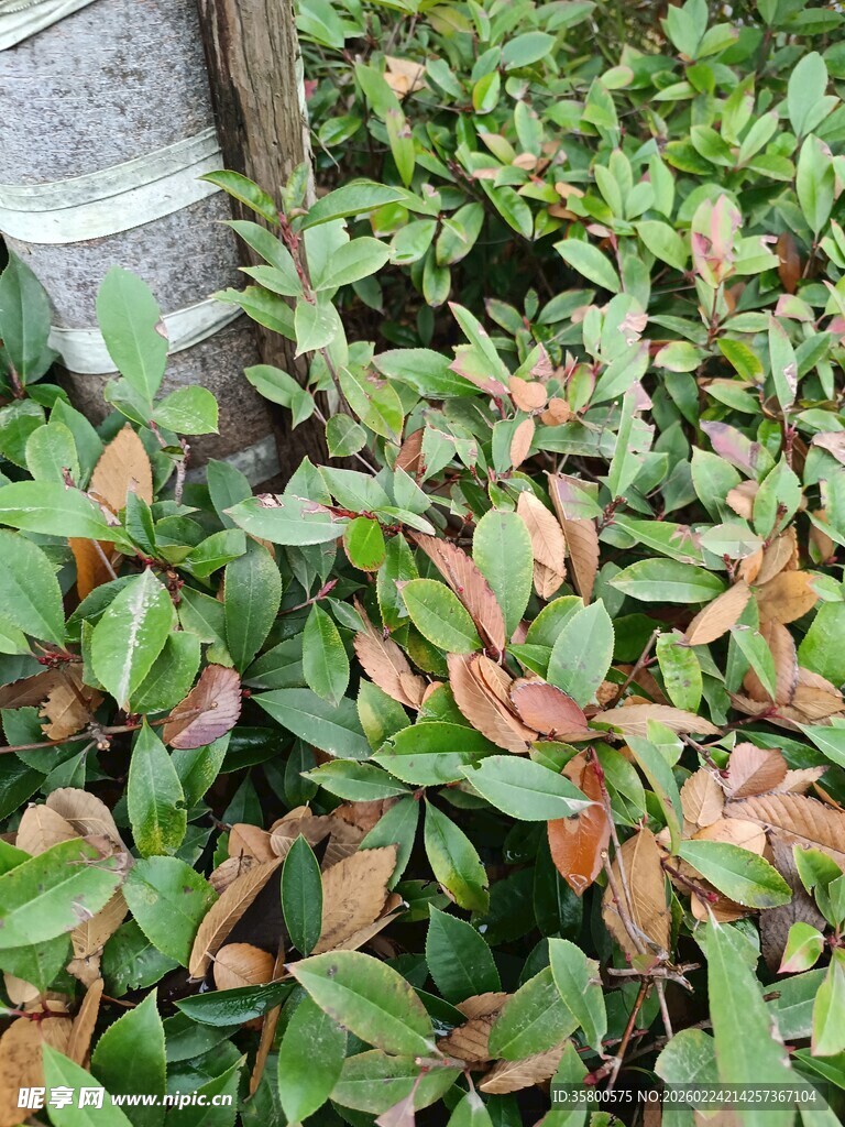 红叶绿叶交织的植物景观