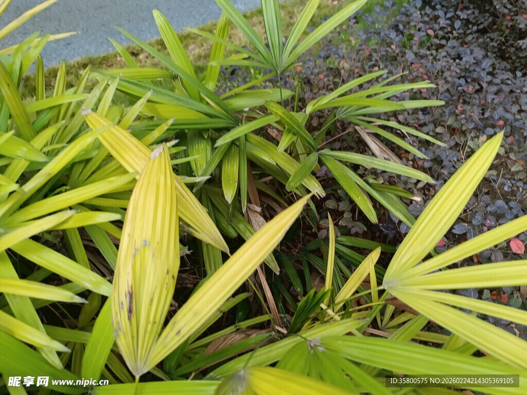 翠绿鲜嫩的植物叶片