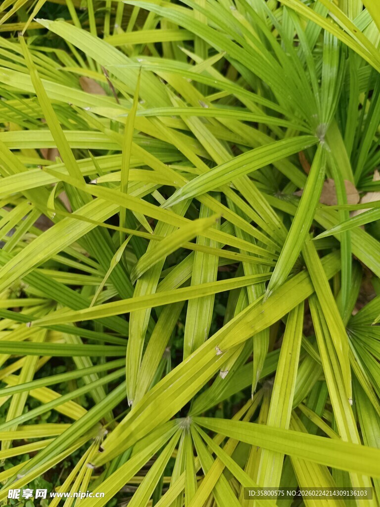 翠绿细长叶片的植物