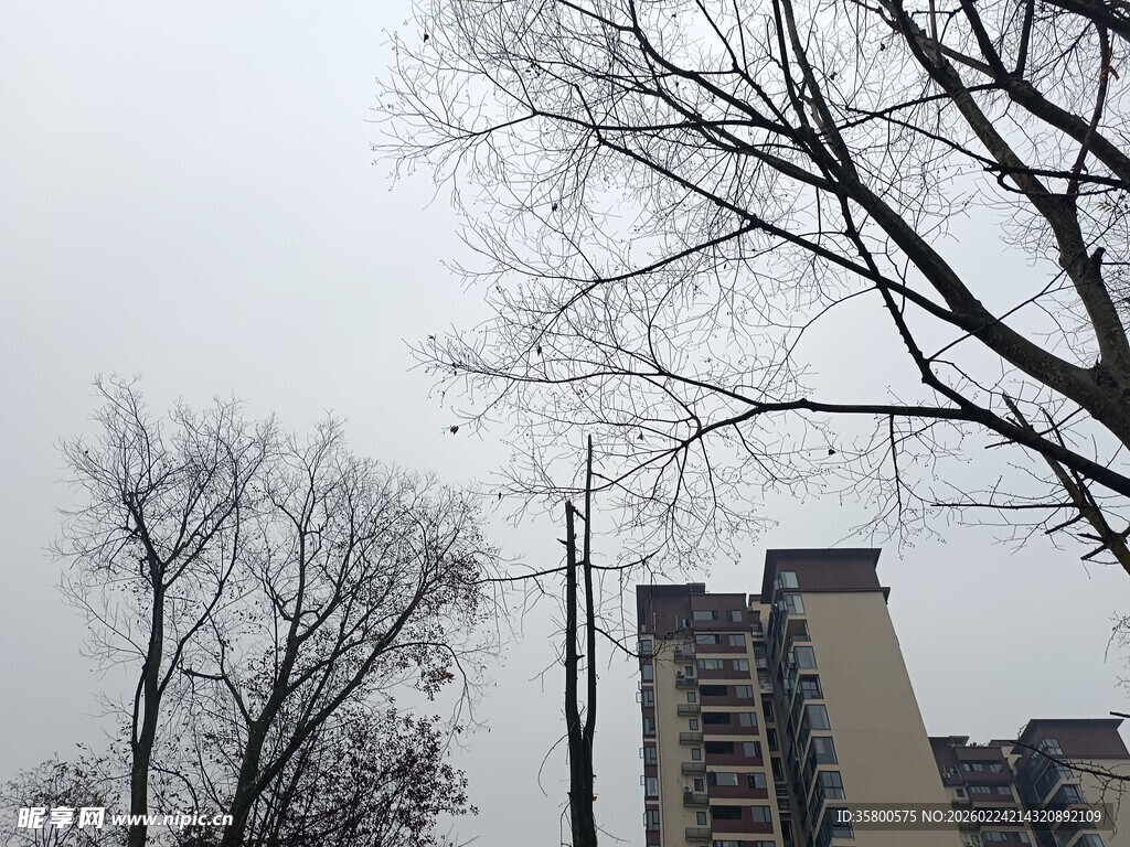 冬日枯树旁的高楼景象