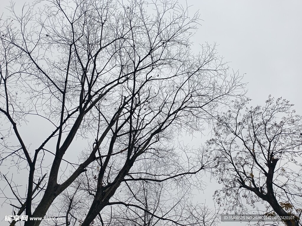 冬日枯树景象
