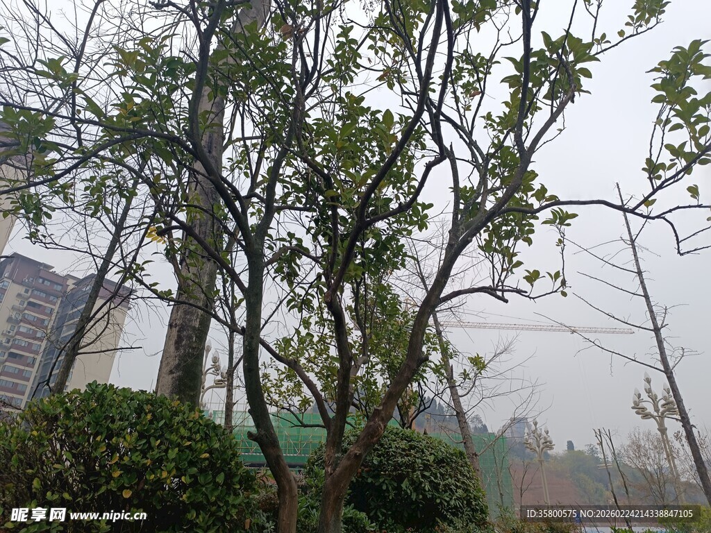 雨中树木与远处建筑景观