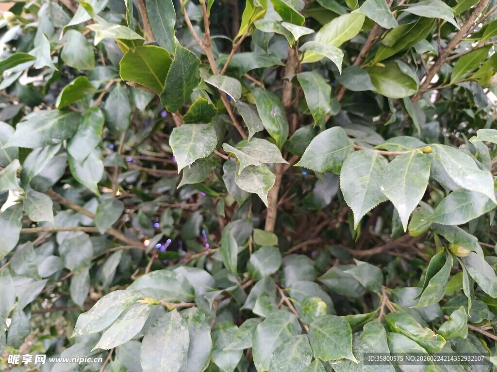 绿叶繁茂的植物景观