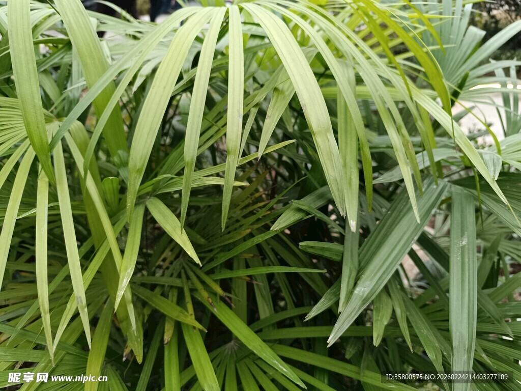 翠绿羽状叶片植物特写
