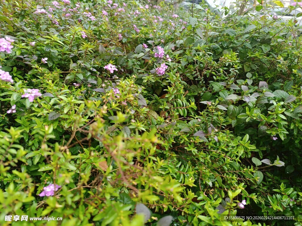 繁茂花丛中的粉色花朵