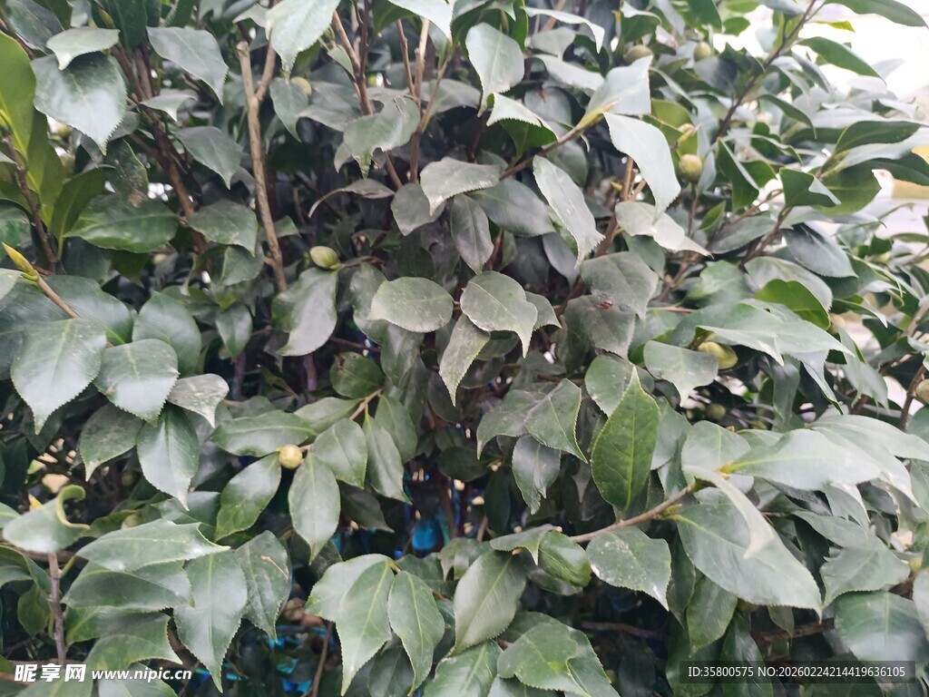 绿叶繁茂的植物景观