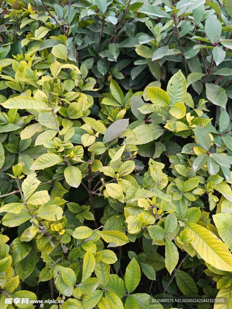 黄绿相间的繁茂植物