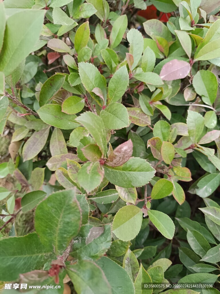 多彩叶片植物特写