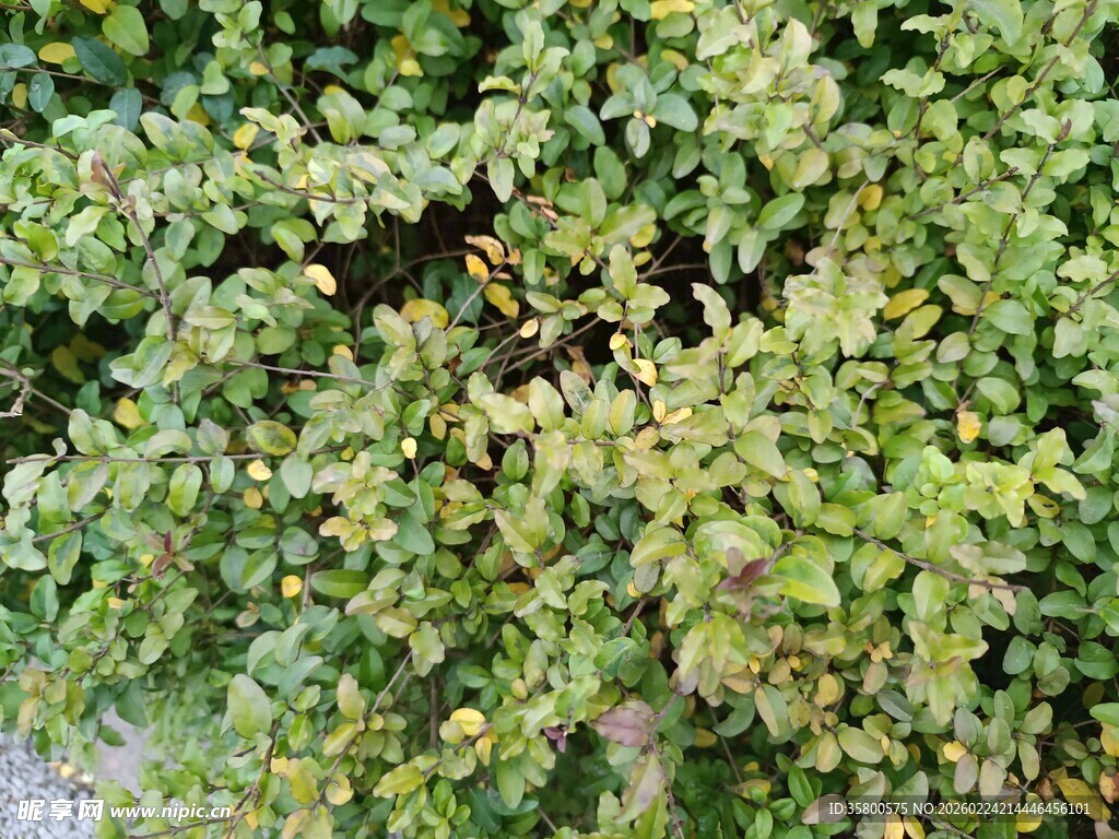 翠绿繁茂的植物景观