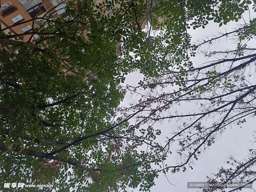 仰视繁茂树木枝叶景观