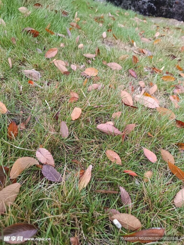 草地上散落的枯黄树叶