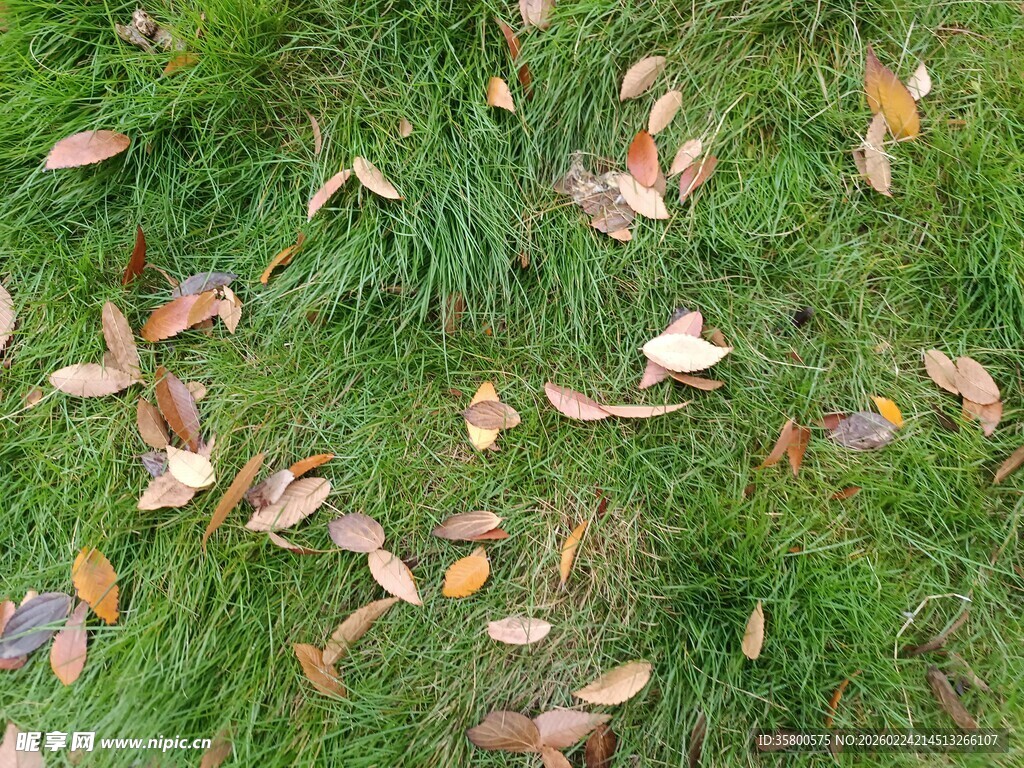 草地上的散落秋叶