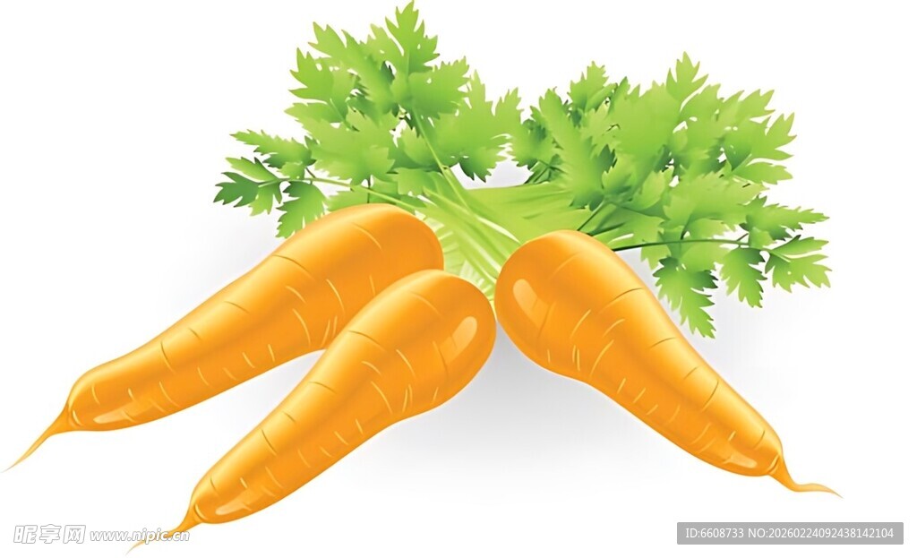 新鲜胡萝卜翠绿叶相伴