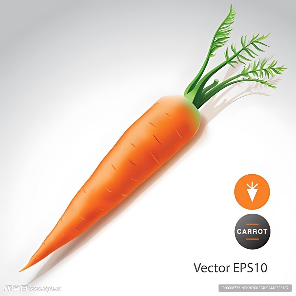 橙色胡萝卜矢量图素材