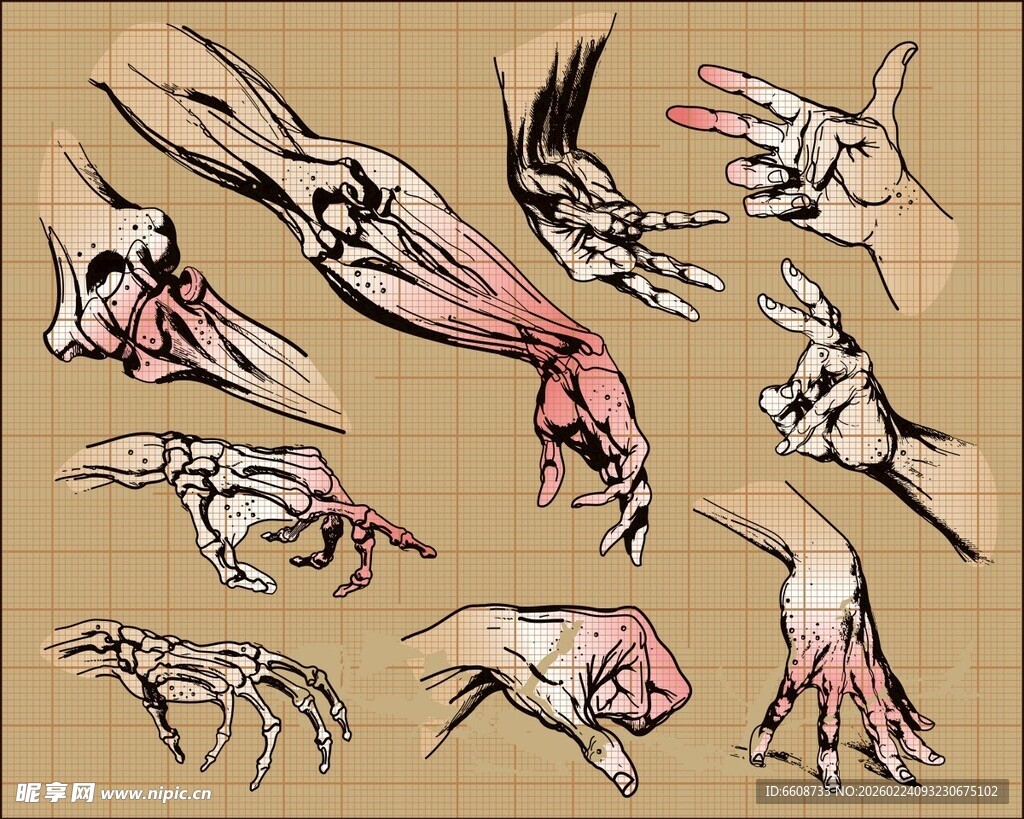 多样手部姿势绘画参考