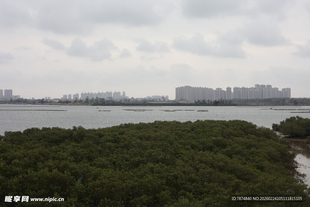 河畔绿植与远处城市景观