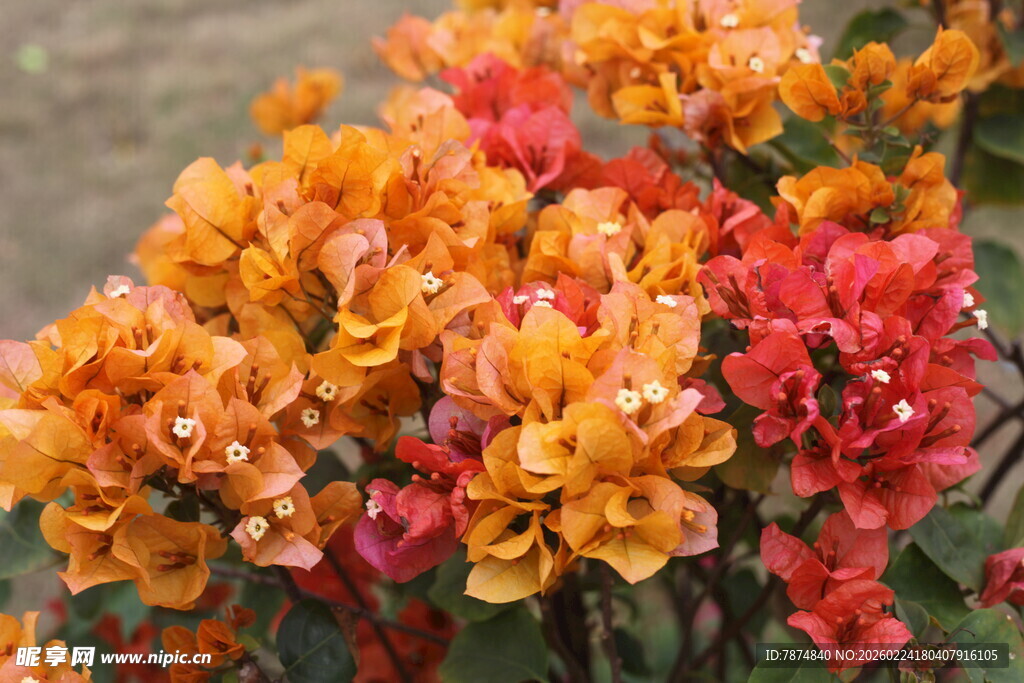 艳丽多彩三角梅绽放