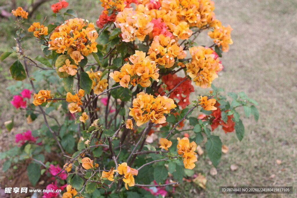 多彩三角梅绽放