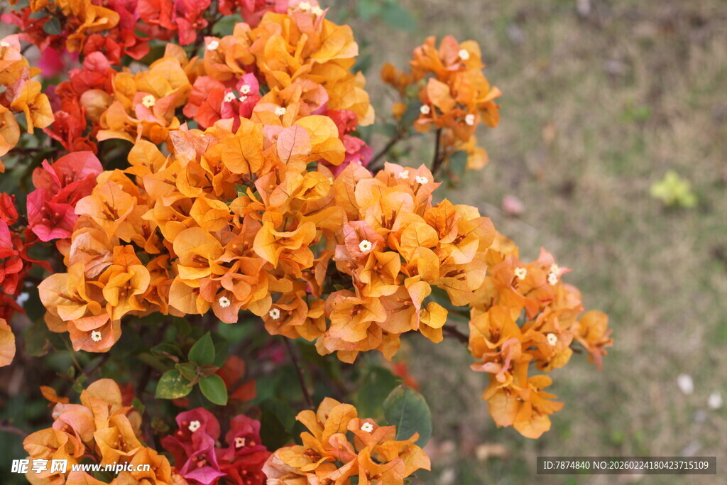 艳丽三角梅绽放