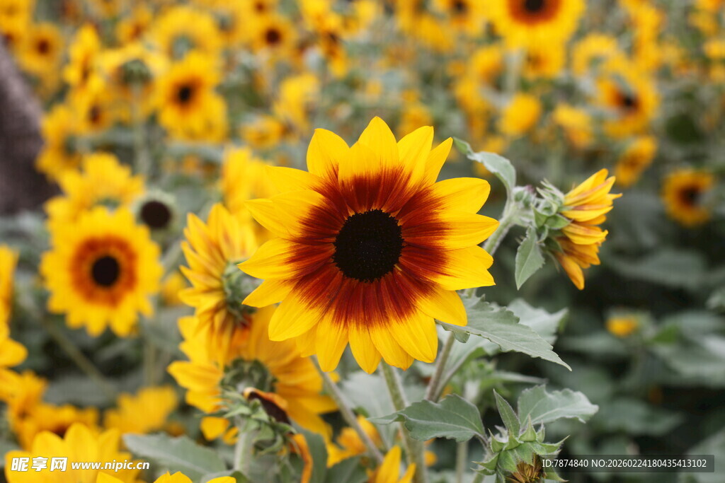 灿烂向日葵花海