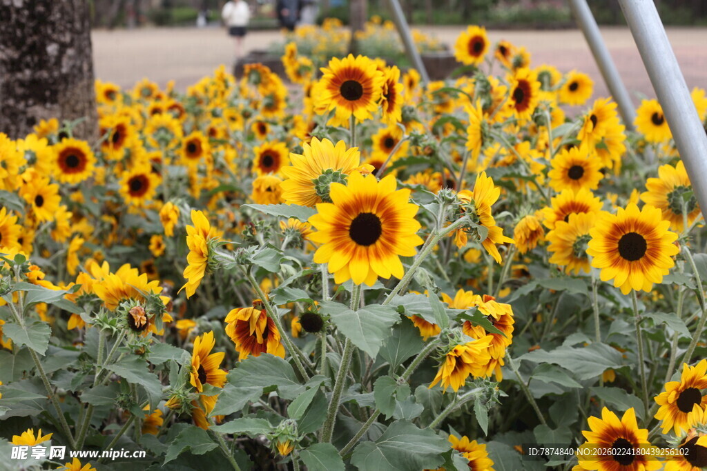 灿烂向日葵花海
