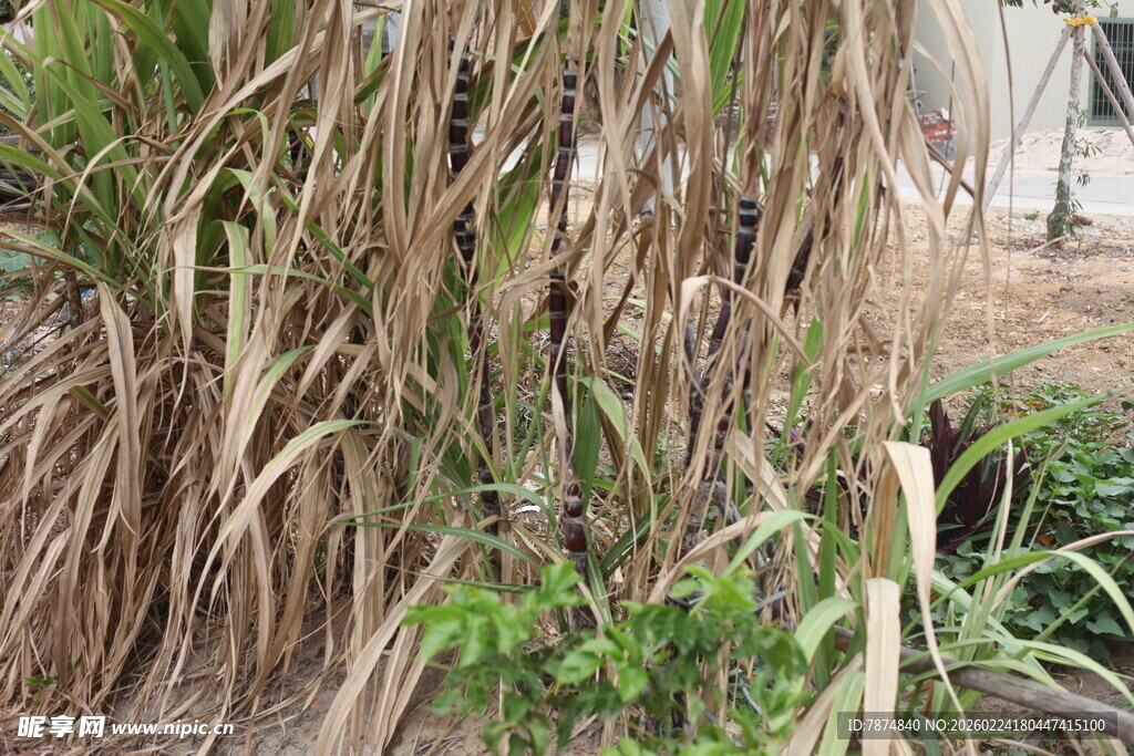 枯黄植物与嫩绿植株共生